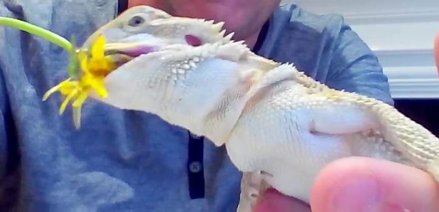 Four Reasons Bearded Dragons Aren't Pets