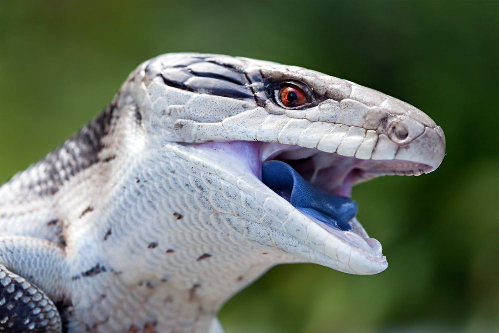 Hobby Thermomètre - Terrarium Reptiles Lézards Serpents, Auto