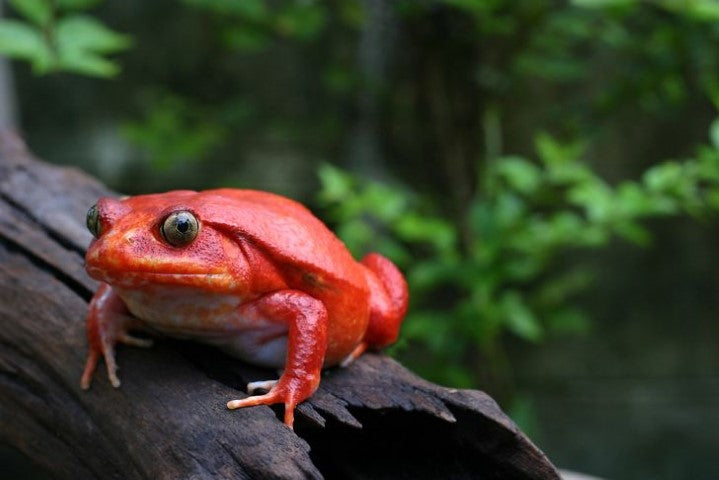 non poisonous frogs pets