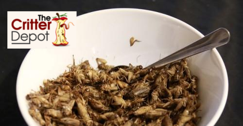 Ordering Live Crickets On The Internet – The Critter Depot