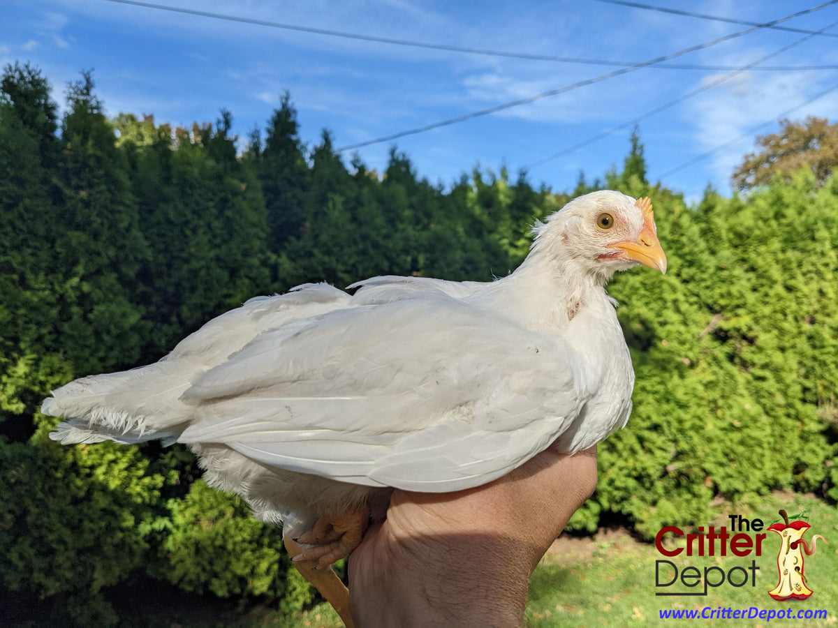 Austra White - White Egg Laying Chickens for Sale