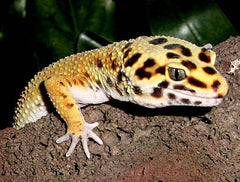 The Ultimate Leopard Gecko Habitat The Critter Depot