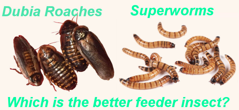 Dubia Roaches vs Superworms - Which is the Better Feeder?