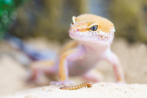 Leopard Gecko or Bearded Dragon - Which Reptile is Best for Beginners?