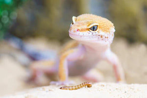 Leopard Gecko or Bearded Dragon - Which Reptile is Best for Beginners?