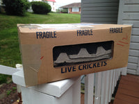 Live Crickets For Sale - Free Shipping