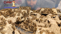 Live Crickets For Sale - Free Shipping